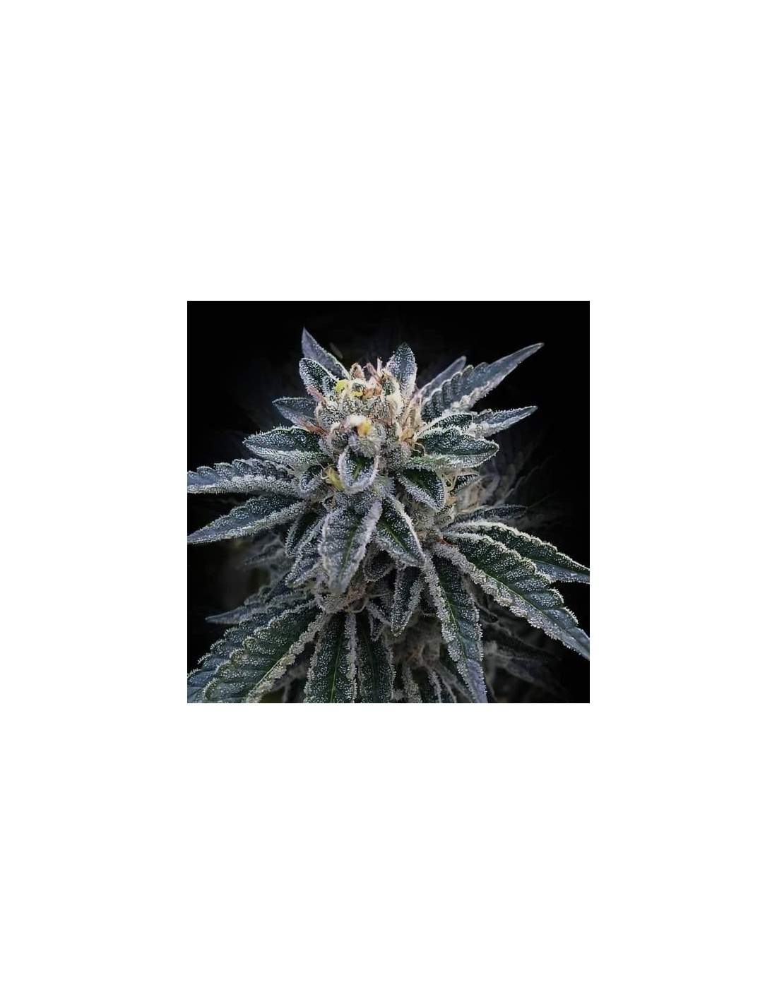 3Peat von DNA Genetics