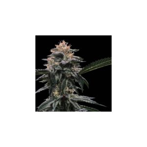 Banana Sorbet von DNA Genetics