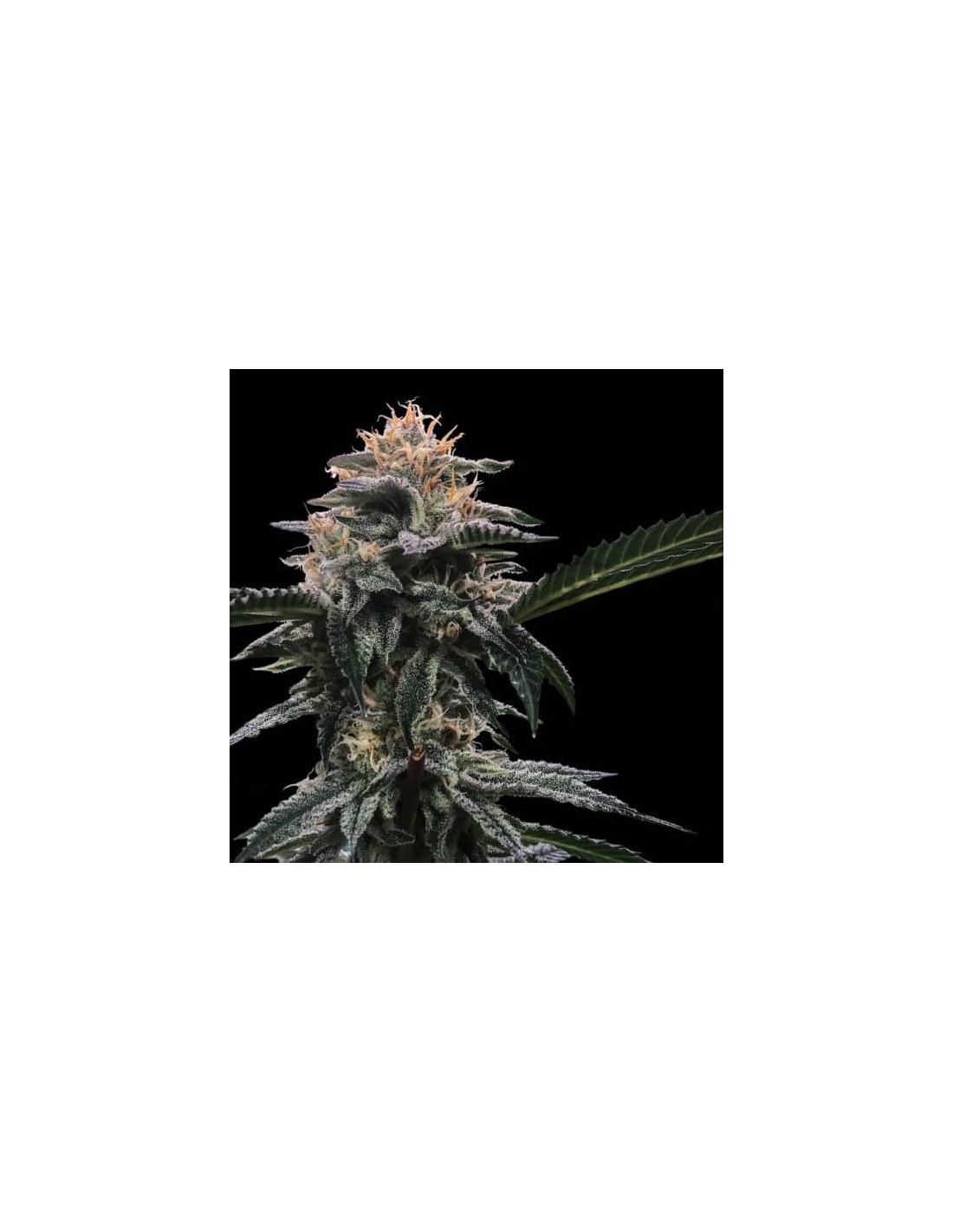 Banana Sorbet von DNA Genetics
