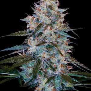 Chocolope Kush von DNA Genetics