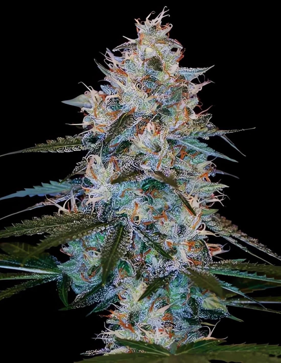 Chocolope Kush von DNA Genetics