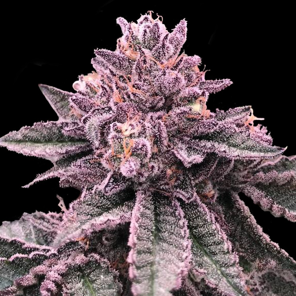 DNA Cake von DNA Genetics