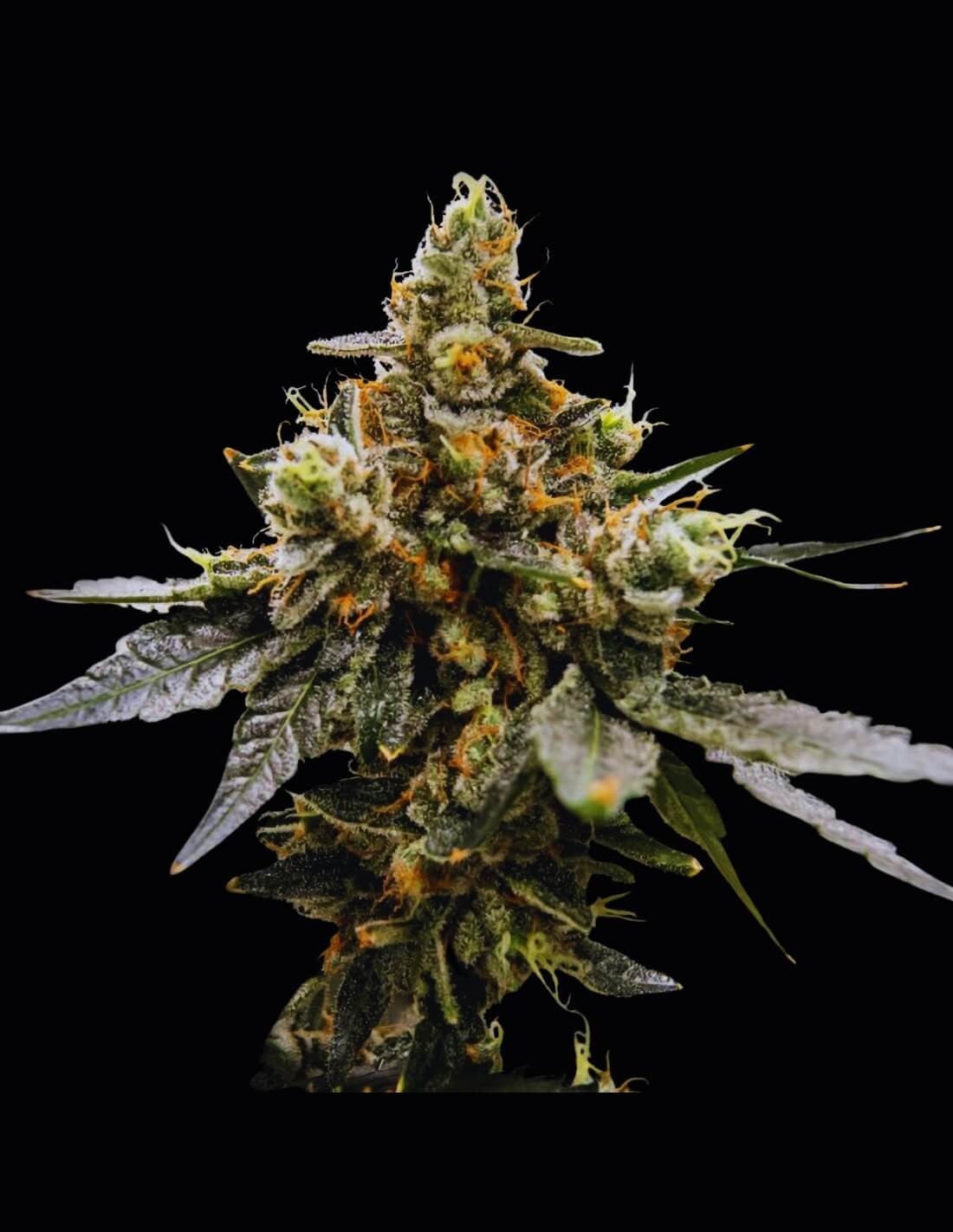 Gaz Money von DNA Genetics