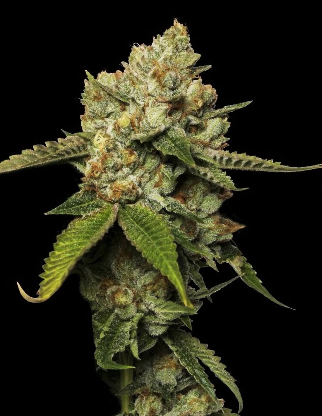Kosher Prophet von DNA Genetics