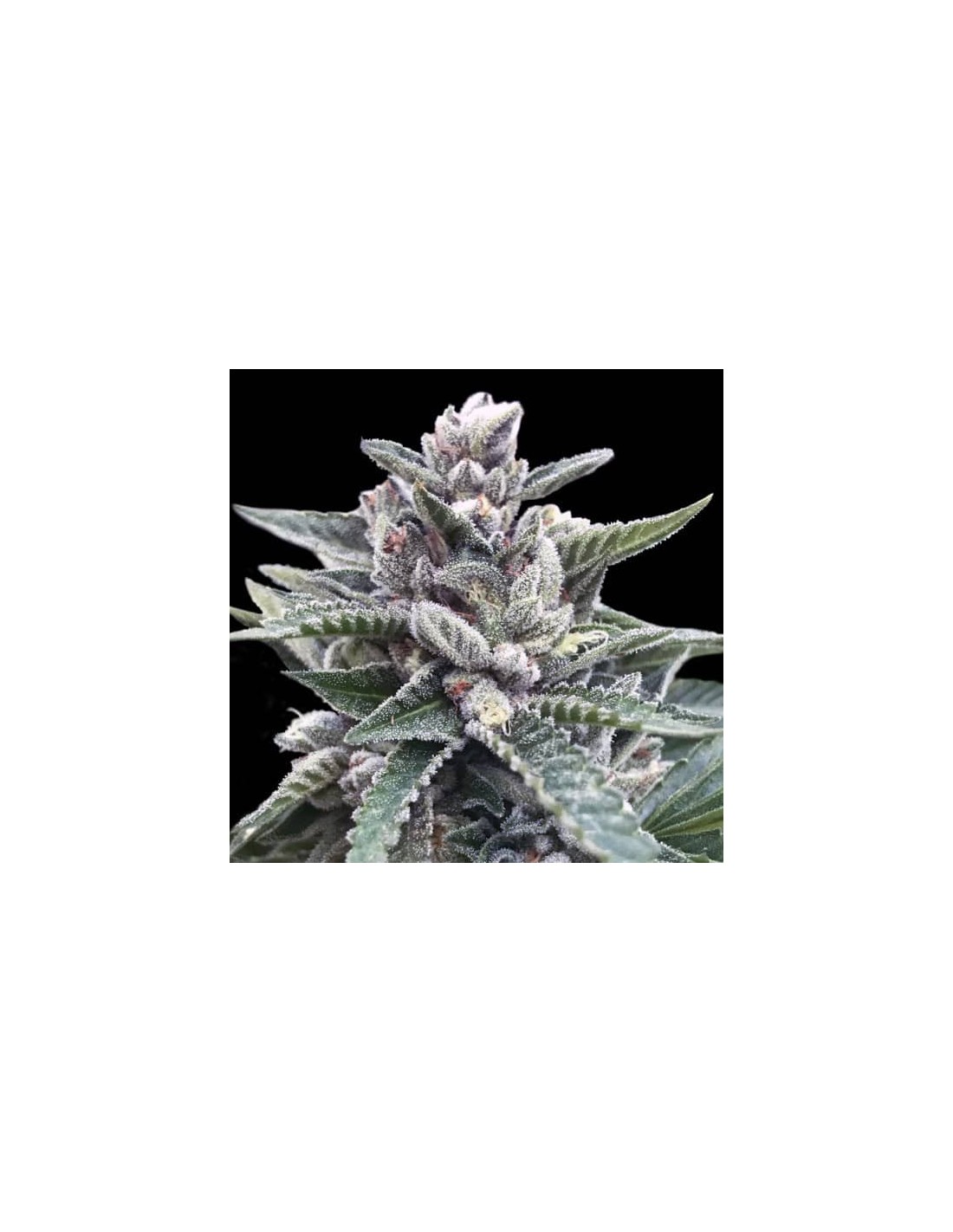 Kosher Sorbet von DNA Genetics