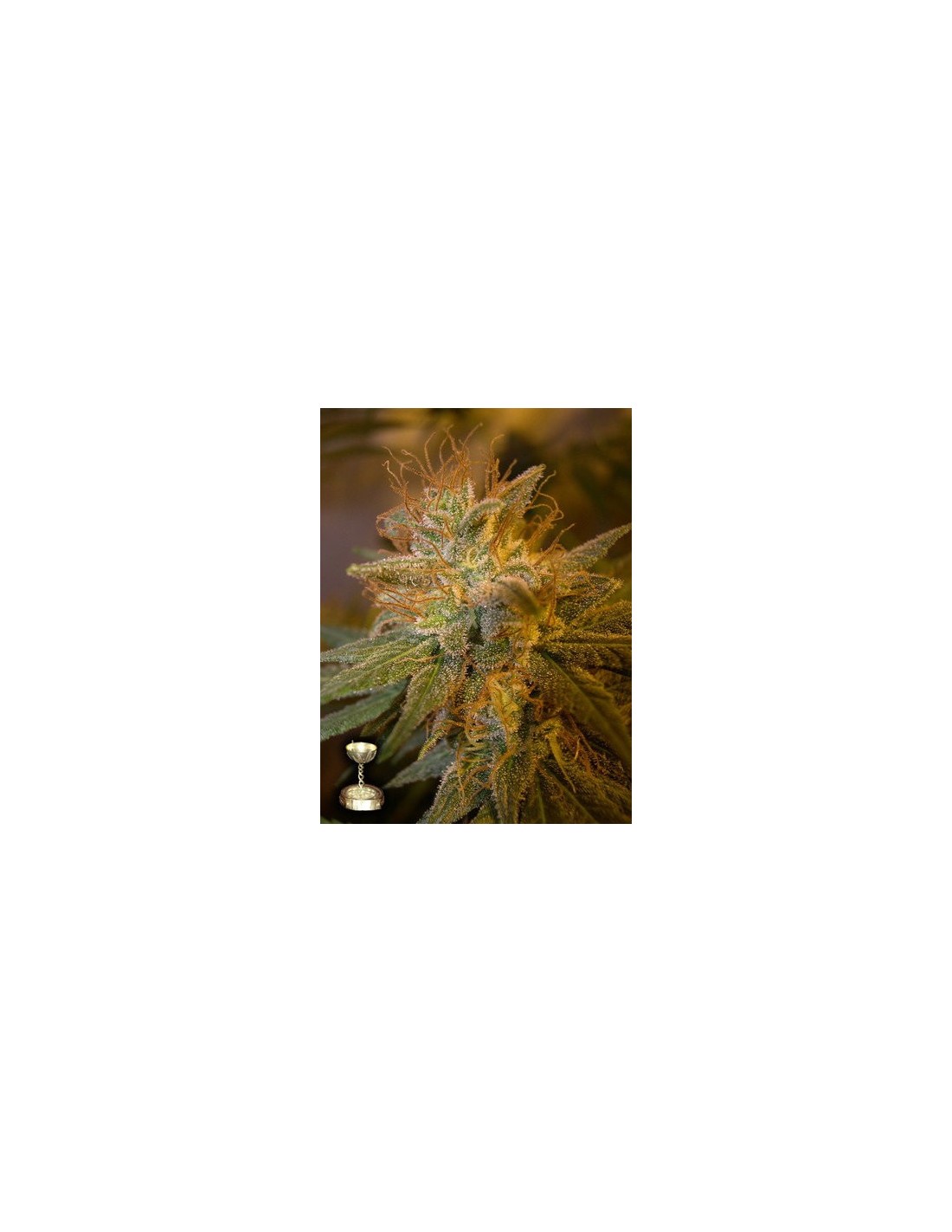 Kushberry von DNA Genetics