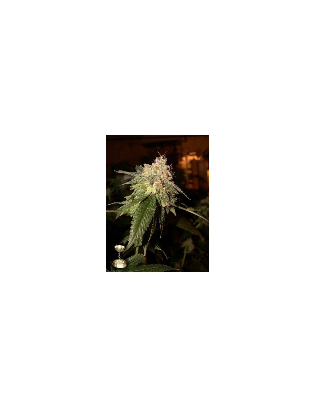 OG Kush von DNA Genetics