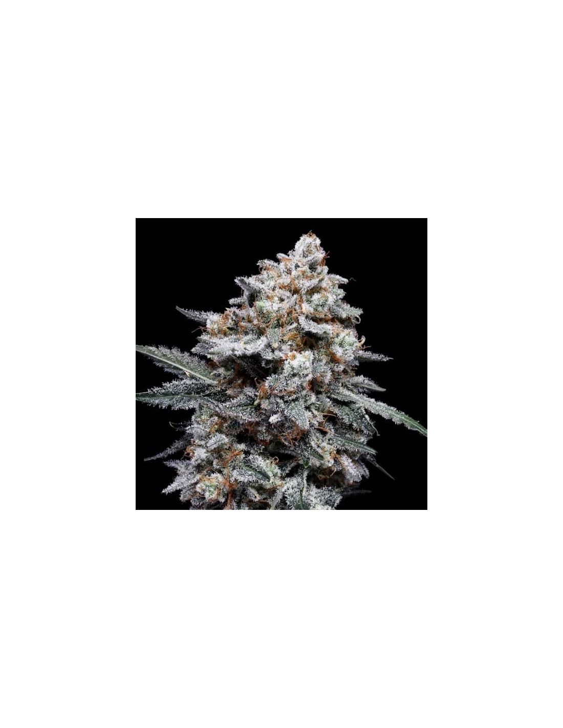 Patrick Swayze Auto von DNA Genetics