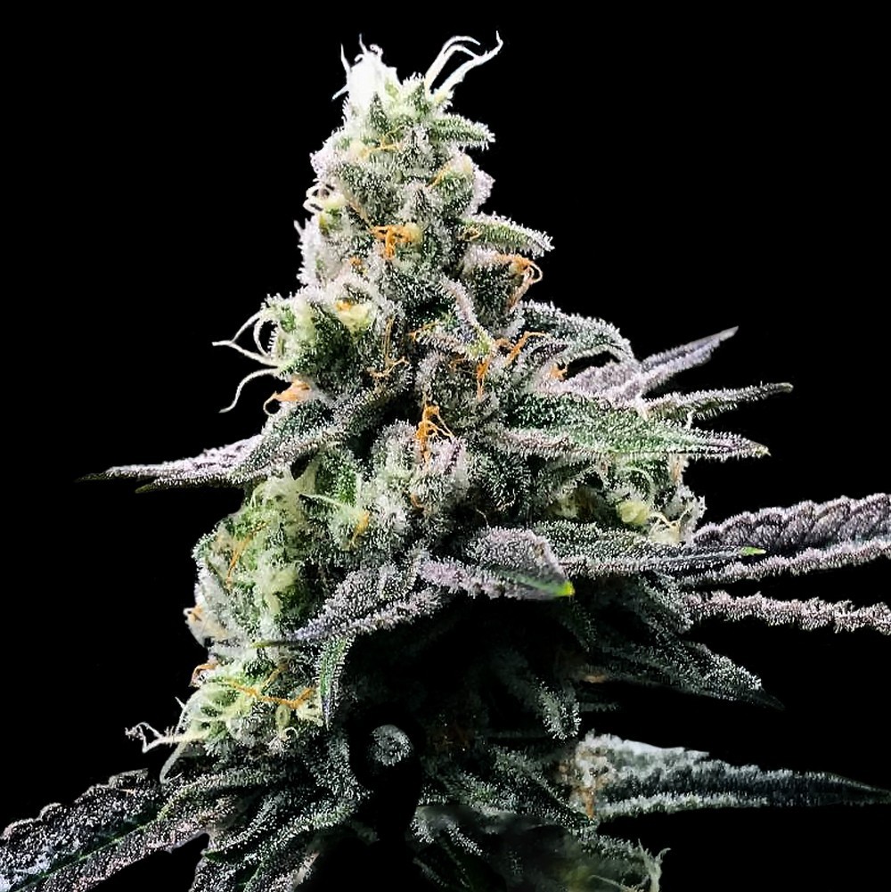 Purple Kosher von DNA Genetics