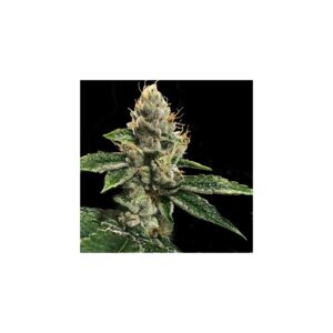RP43 aka Richard Petty von DNA Genetics