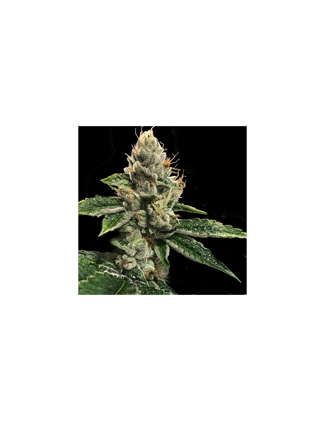 RP43 aka Richard Petty von DNA Genetics