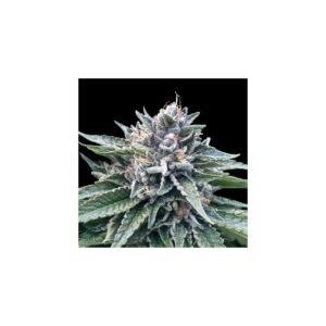 Sorbet #4 von DNA Genetics