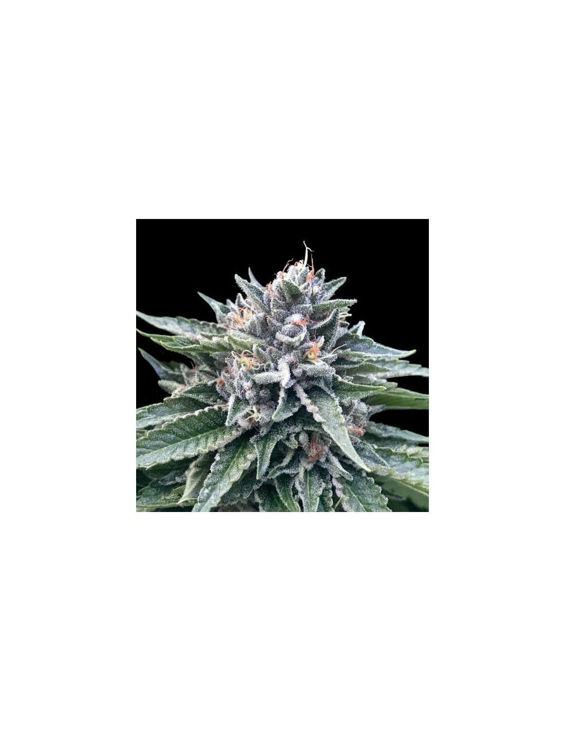 Sorbet #4 von DNA Genetics