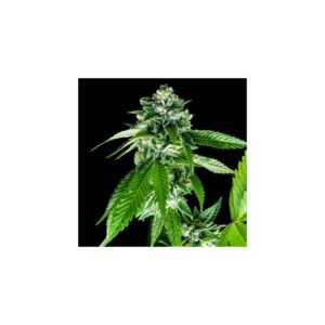 Sorbet Dreams von DNA Genetics
