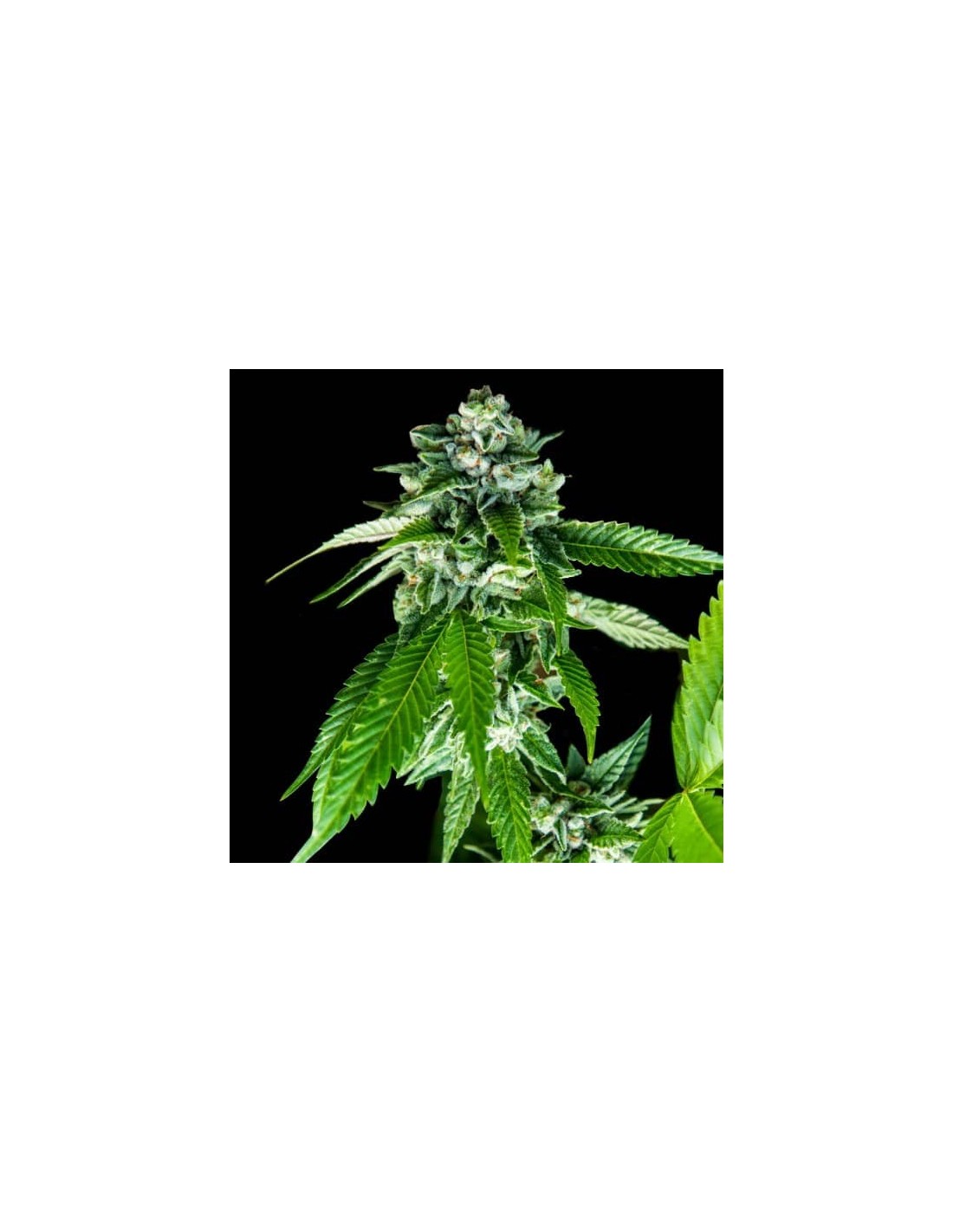 Sorbet Dreams von DNA Genetics