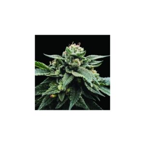 Sorbet Stash von DNA Genetics