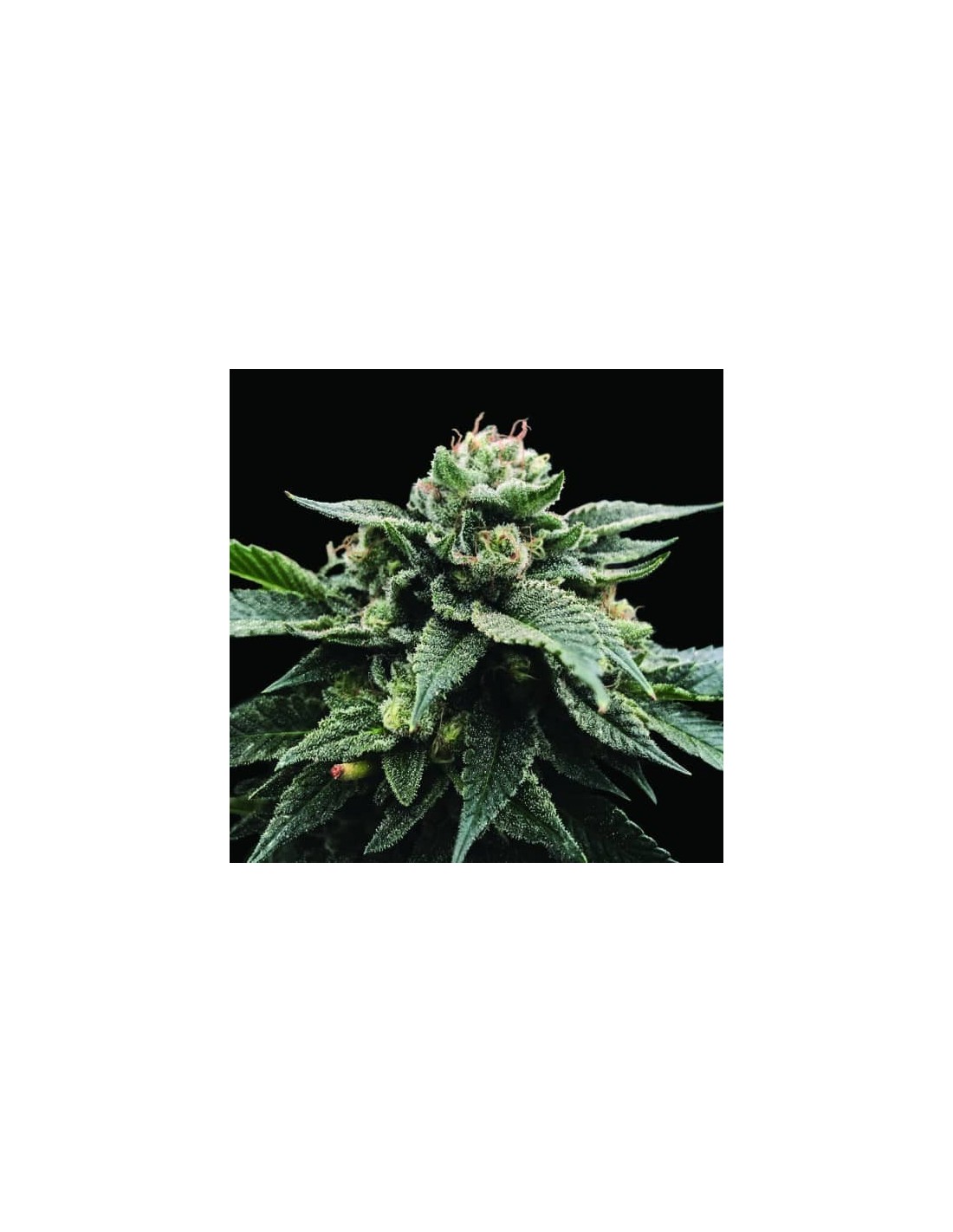 Sorbet Stash von DNA Genetics