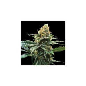 Sour Sorbet von DNA Genetics