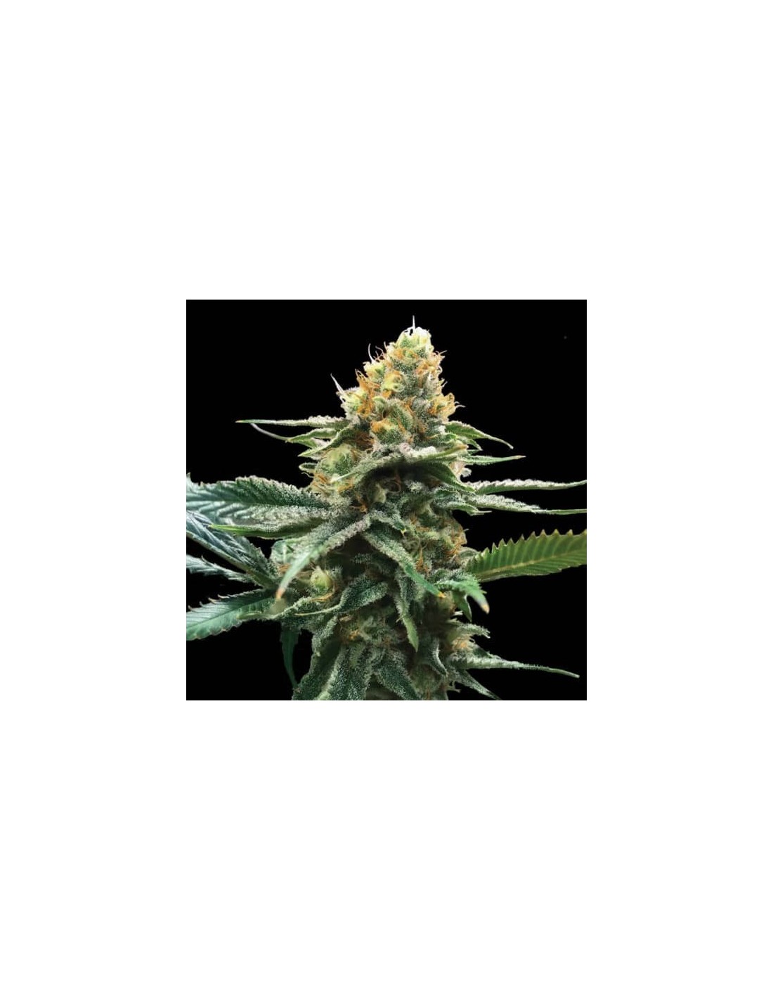 Sour Sorbet von DNA Genetics