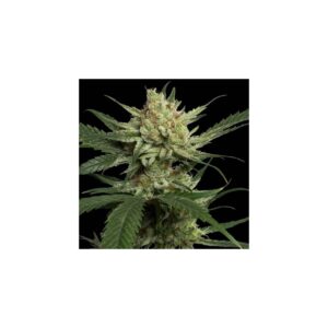 Strawberry Banana von DNA Genetics