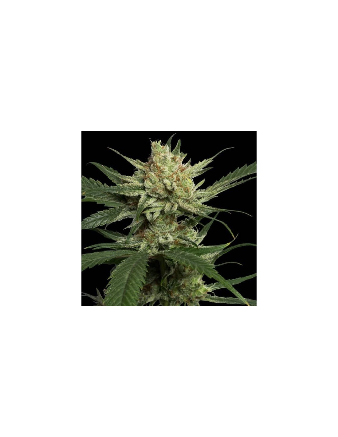 Strawberry Banana von DNA Genetics