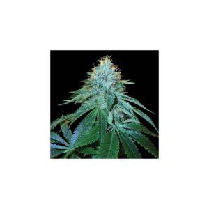 The OG #18 von DNA Genetics
