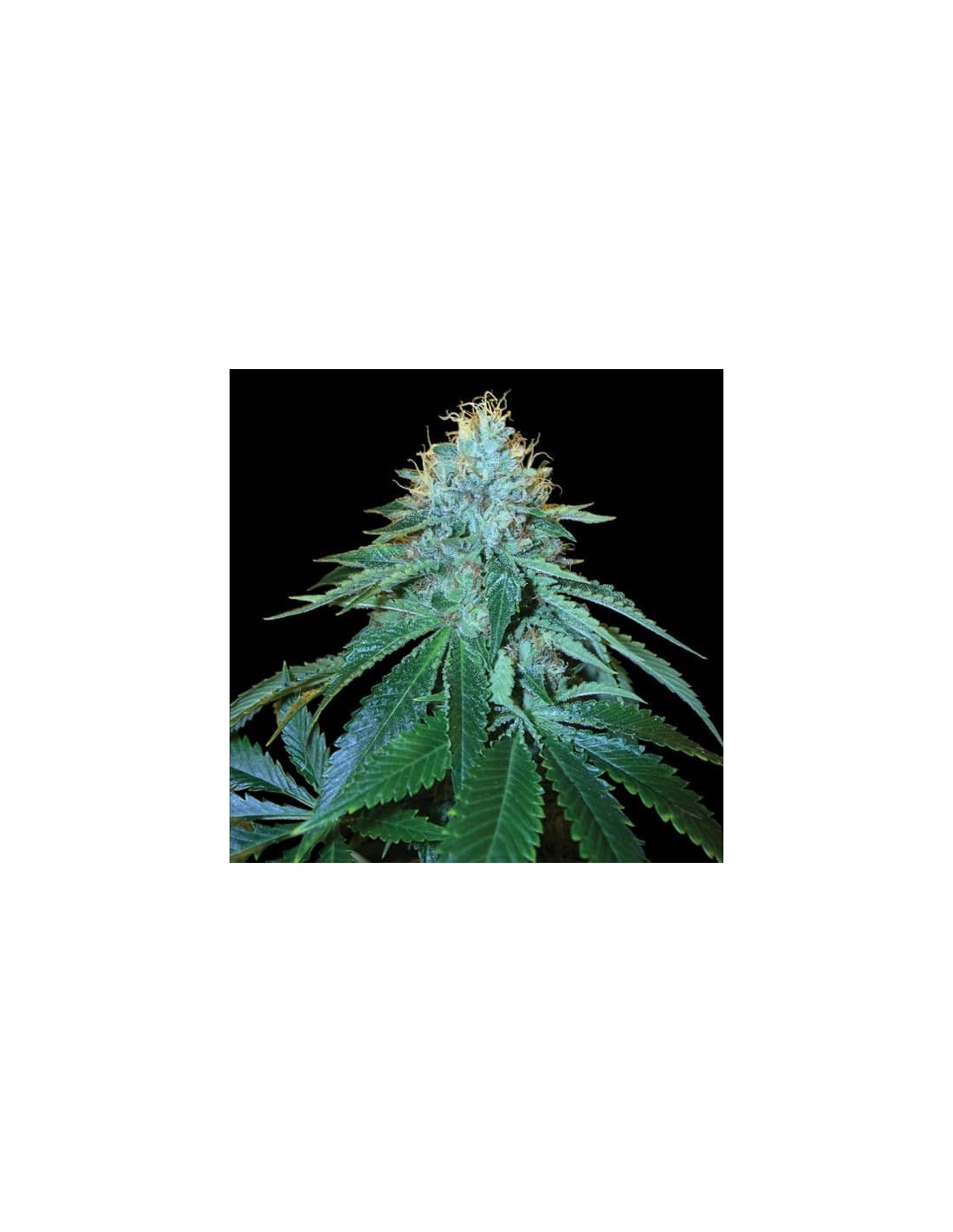 The OG #18 von DNA Genetics