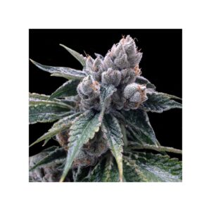 White Walker Kush von DNA Genetics