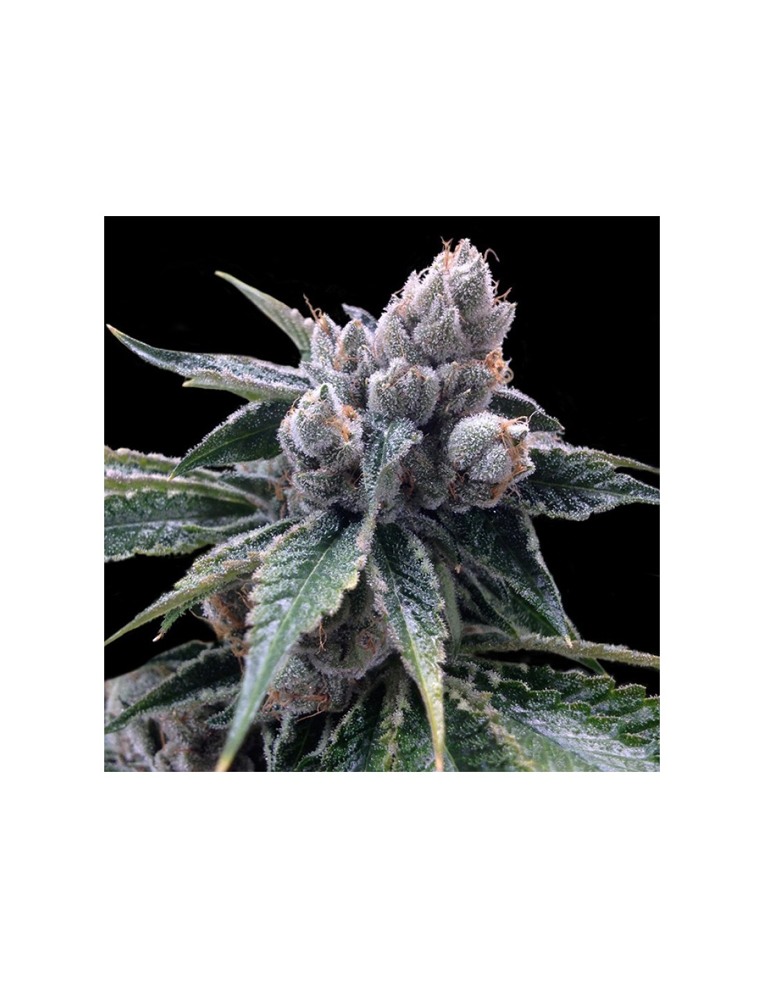 White Walker Kush von DNA Genetics