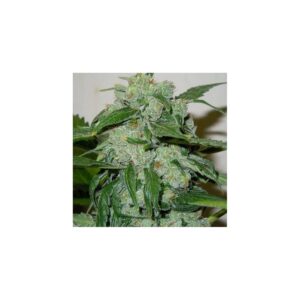 Chronic Ryder Auto von Doctor’s Choice
