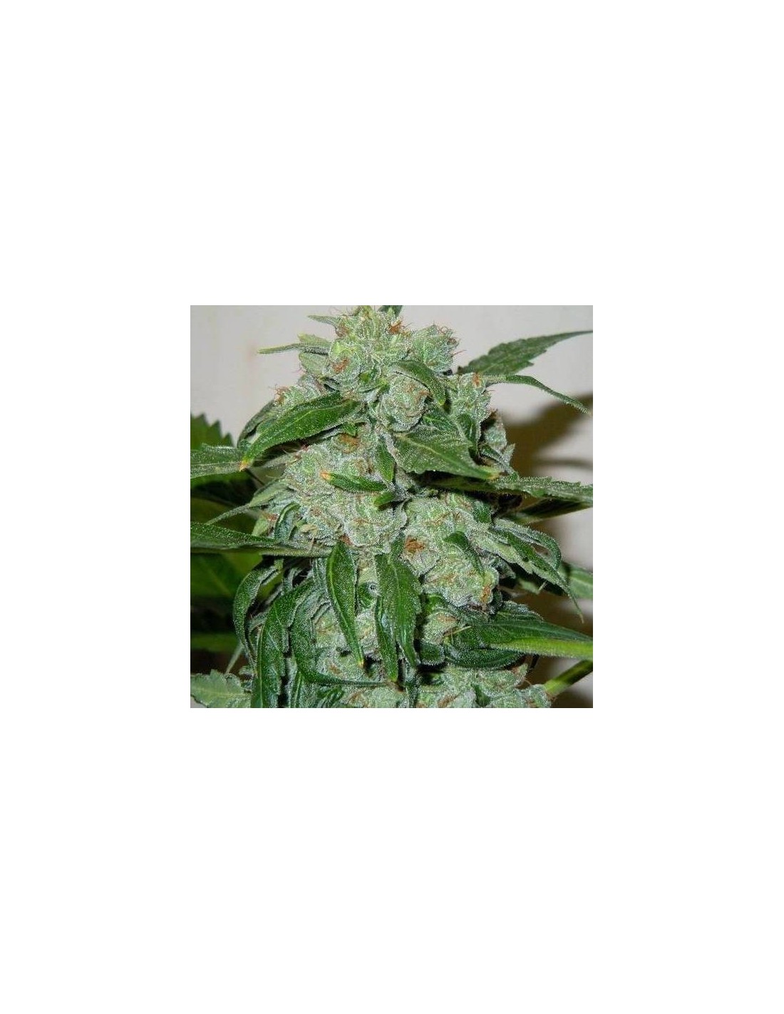 Chronic Ryder Auto von Doctor’s Choice