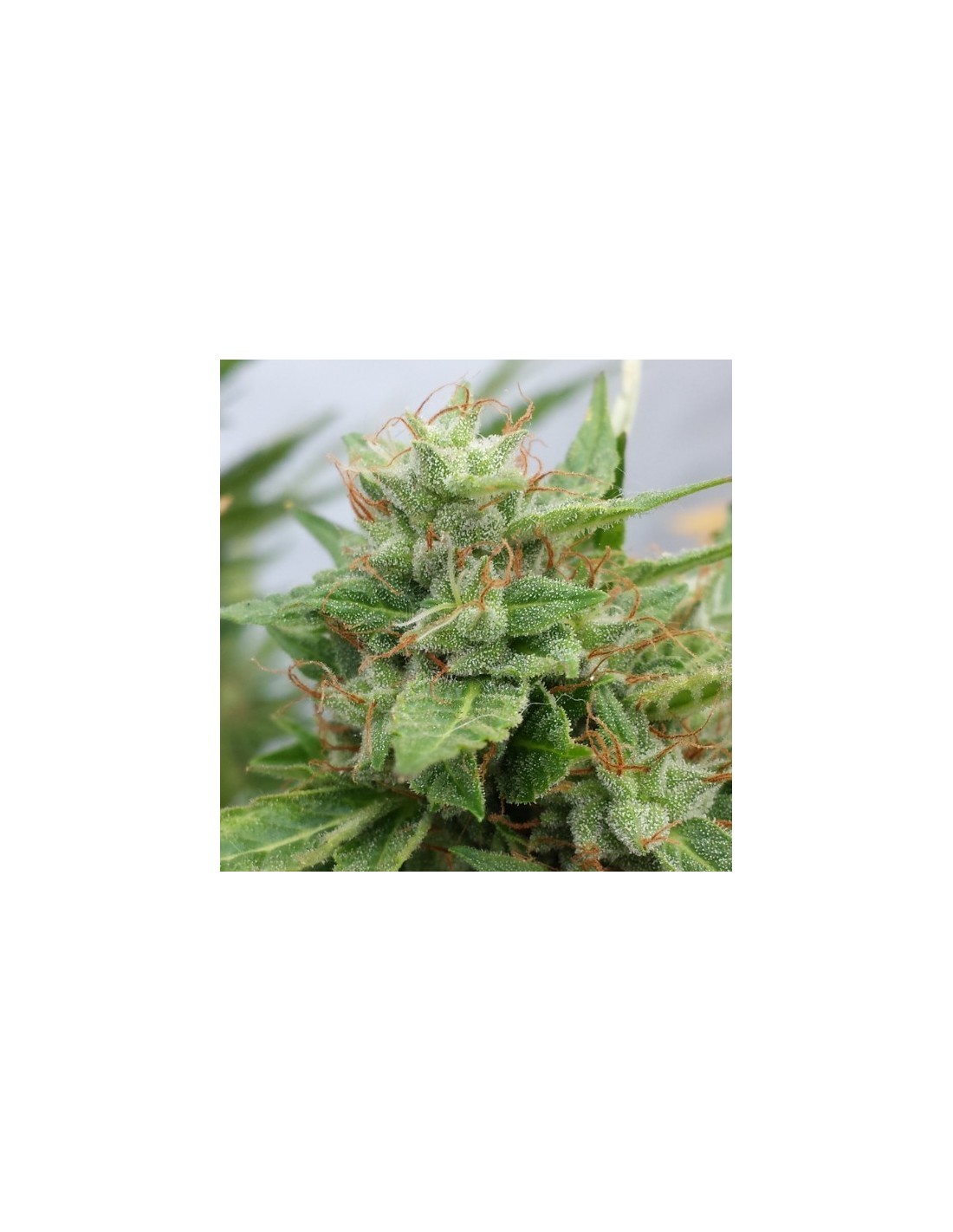 Ogre Auto von Doctor’s Choice