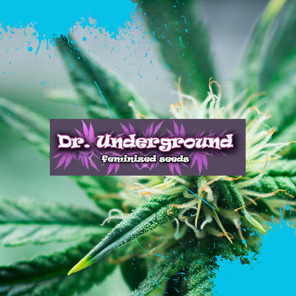 Gorilla OG von Dr Underground