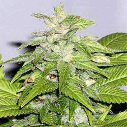 Early Riser von Sagarmatha Seeds