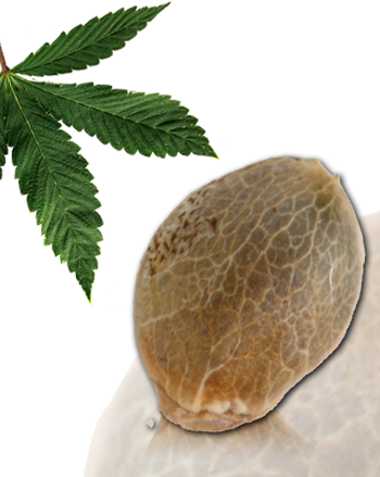 Frencheese von French Touch Seeds