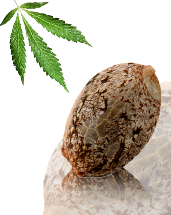 Kikiriki von French Touch Seeds