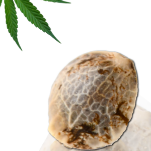 Respeto von French Touch Seeds