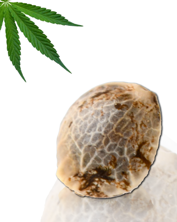 Respeto von French Touch Seeds