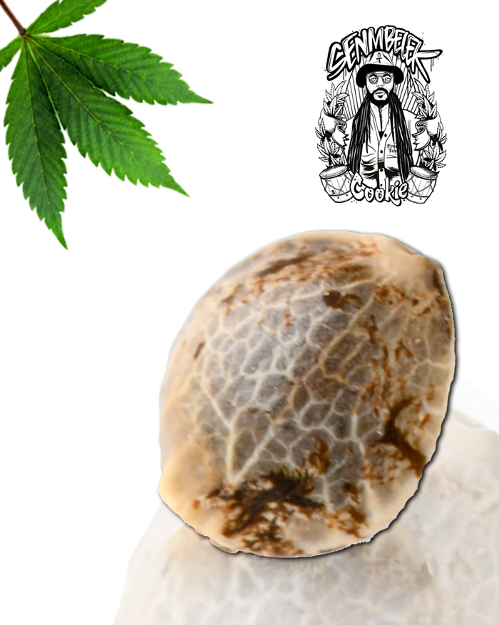 Senmbelek Cookie von French Touch Seeds