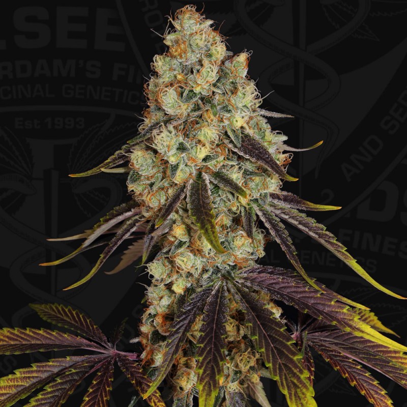 French Cookies von T.H. Seeds