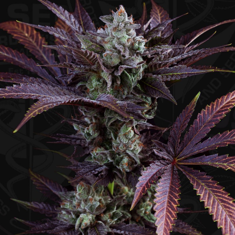 French Macaron von T.H. Seeds