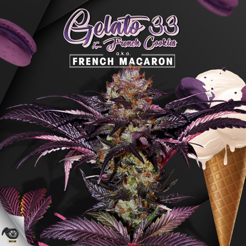 French Macaron von T.H. Seeds
