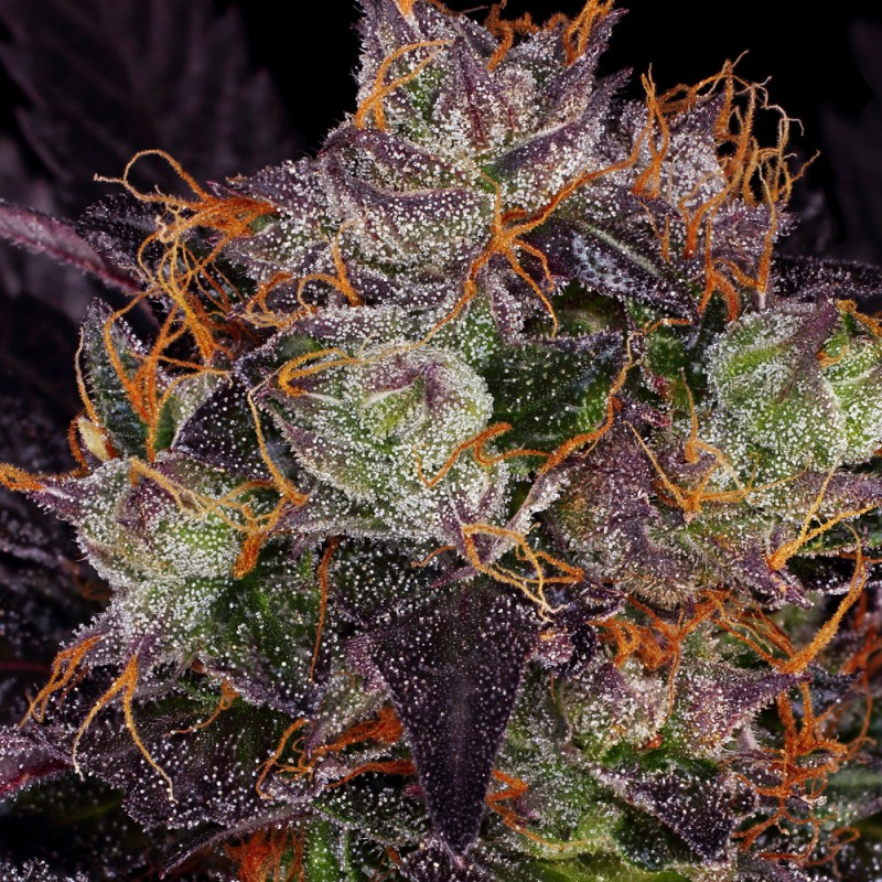 French Macaron von T.H. Seeds
