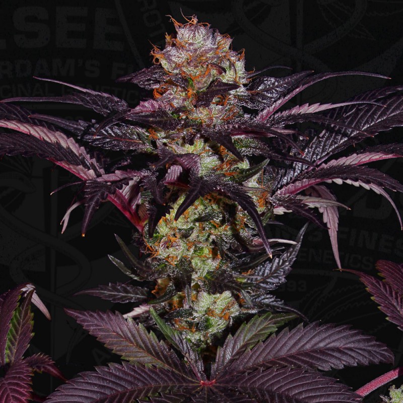 French Macaron von T.H. Seeds