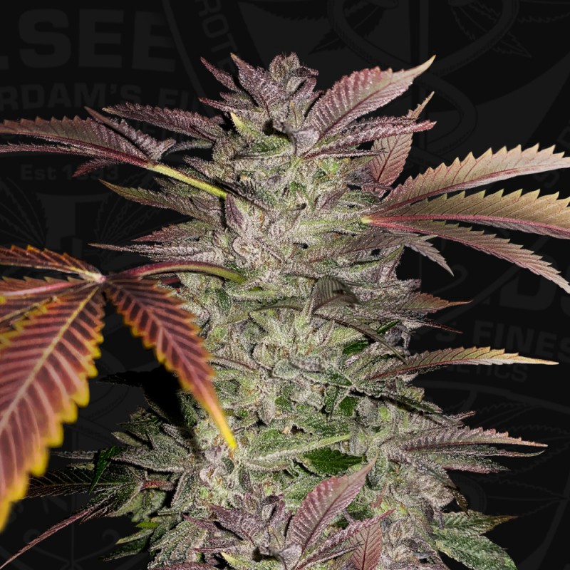 Gelato Cake von T.H. Seeds