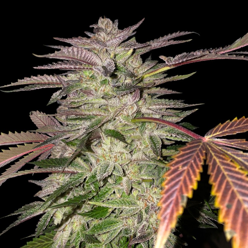 Gelato Cake von T.H. Seeds