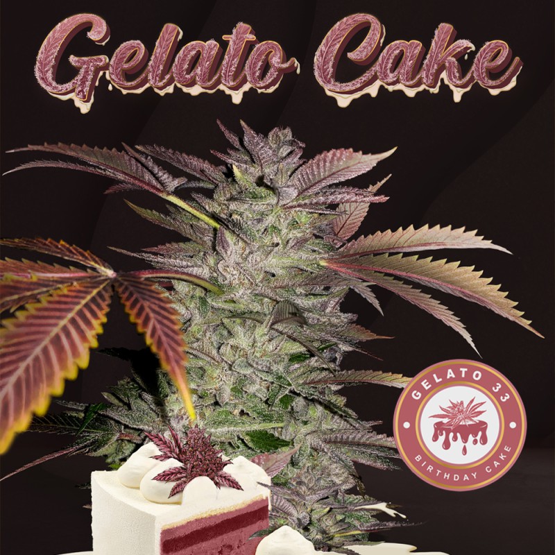 Gelato Cake von T.H. Seeds