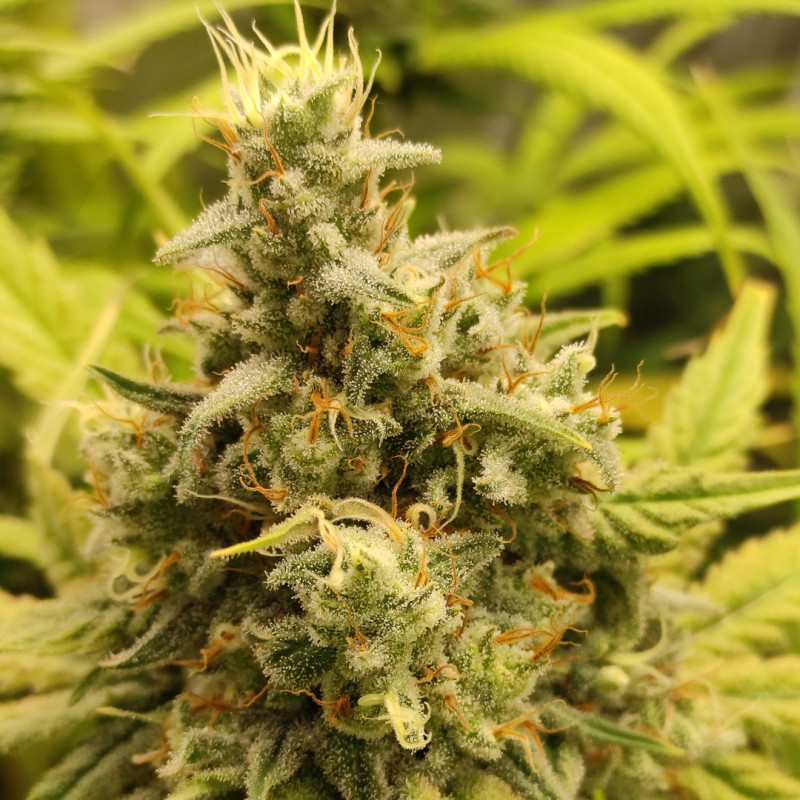 Gorilla Super Glue von Super Sativa Seed Club