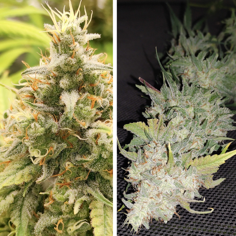 Gorilla Super Glue von Super Sativa Seed Club