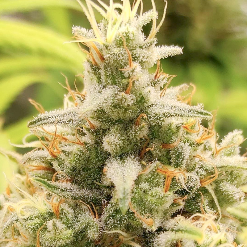 Gorilla Super Glue von Super Sativa Seed Club